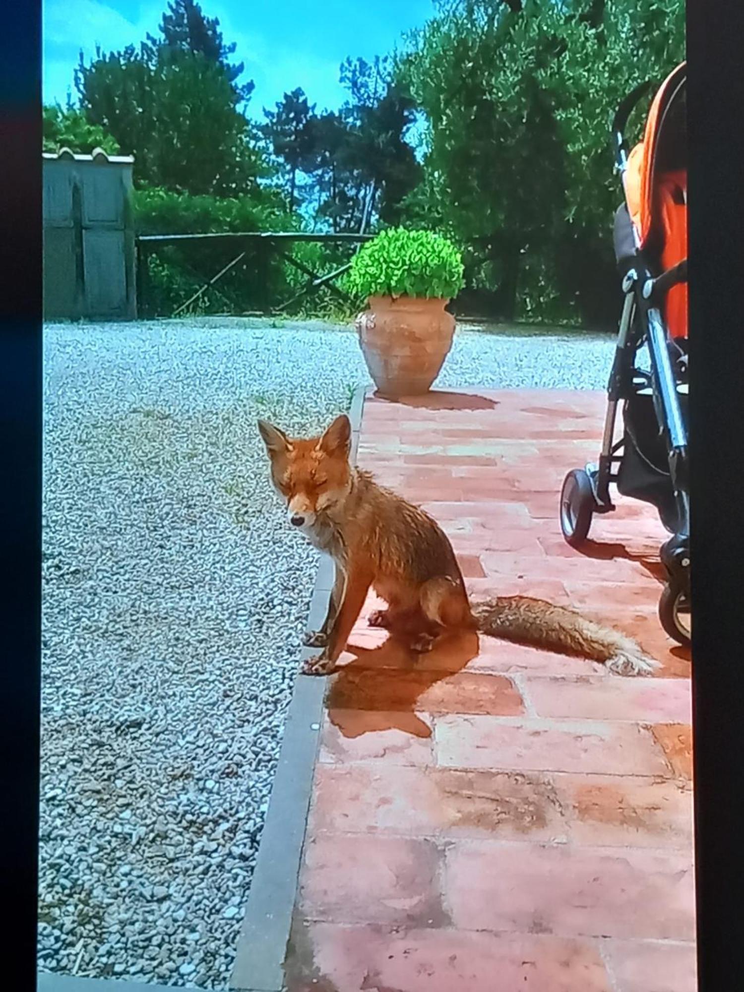 Massa e Cozzile Agriturismo Da Nonna Argia מראה חיצוני תמונה