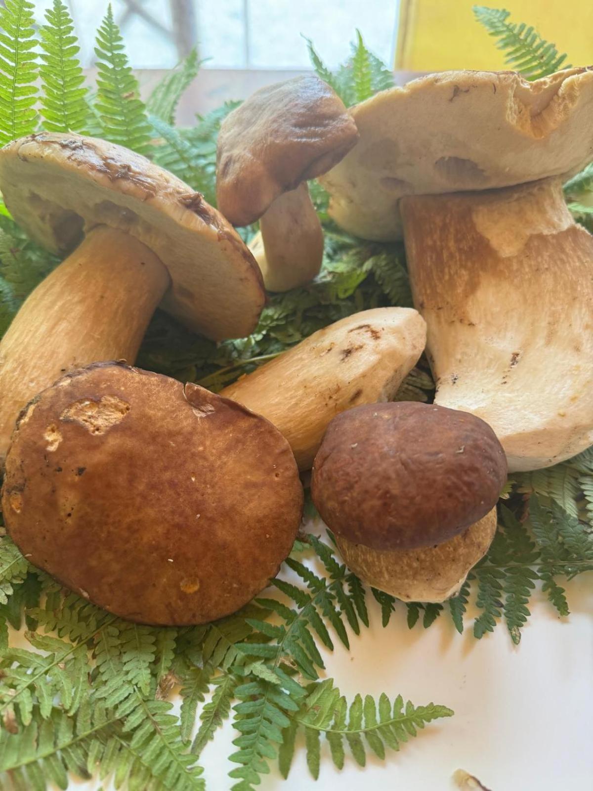 Massa e Cozzile Agriturismo Da Nonna Argia מראה חיצוני תמונה